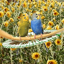 love Birds