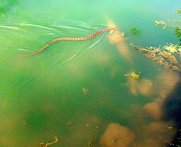 snake at lake