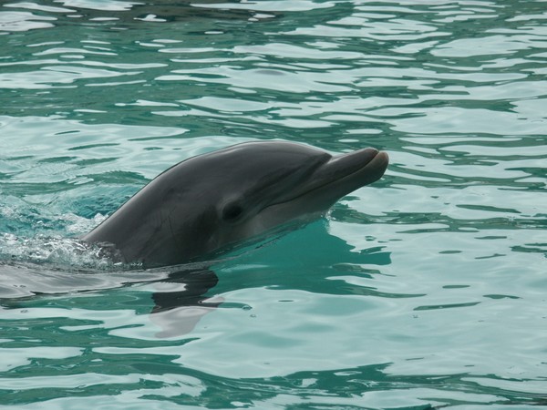 Dolphin