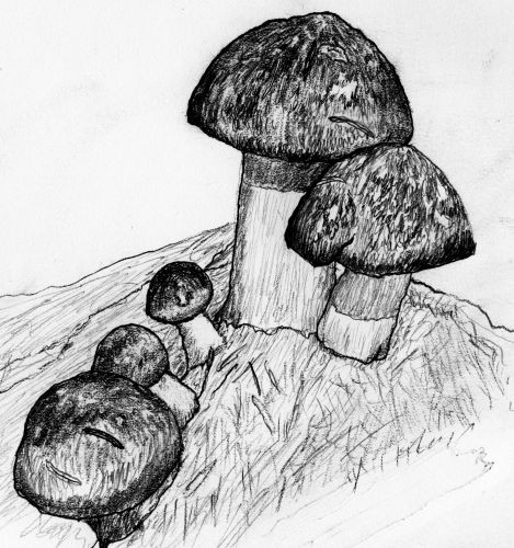 Mushrooms - graphite