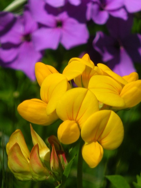 Flower buds