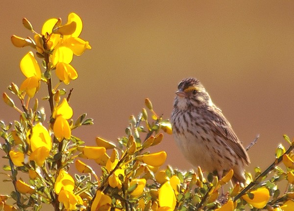 Savannah Sparrow