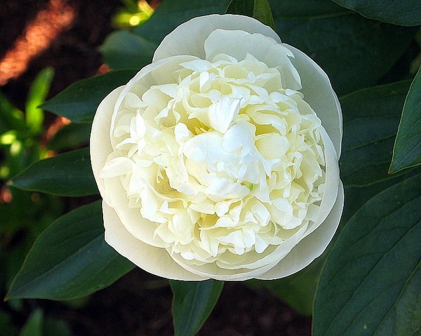 White Peony