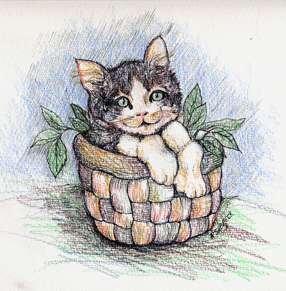 Kitten in basket