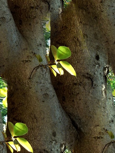 Little Sunlit Leaves (Two)