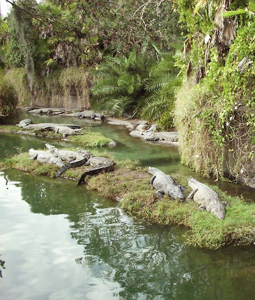 Crocodile along the river bank