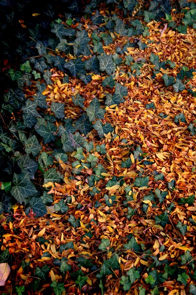 green vines/yellow leaves