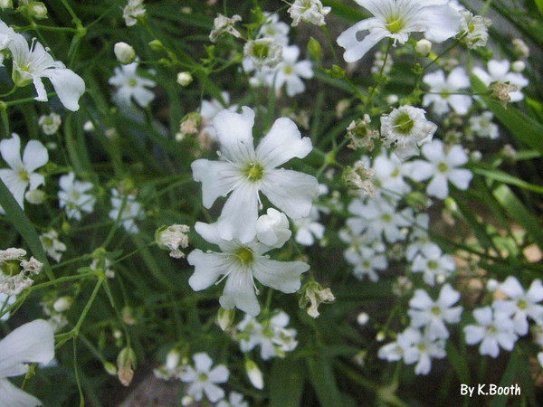 white flower