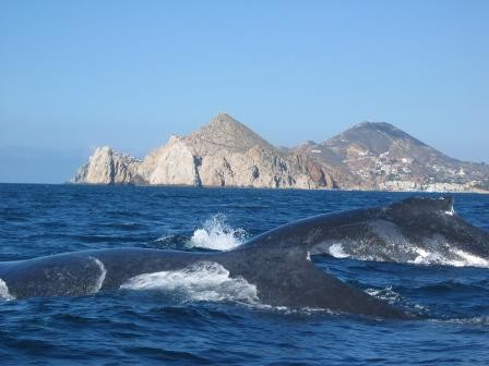 Whales in the Sea of Cortez