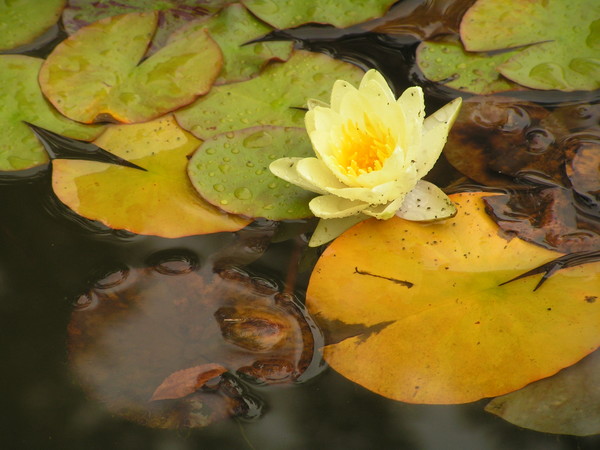 Yellow Water Lily