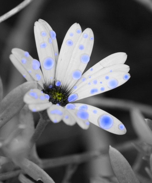 Black/White Daisy w/Raindrops