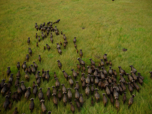 Cape Buffalo