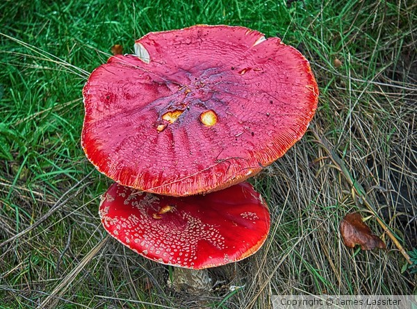 Giant Red Mushrooms