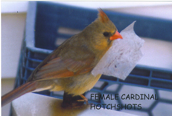 FEMALE CARDINAL