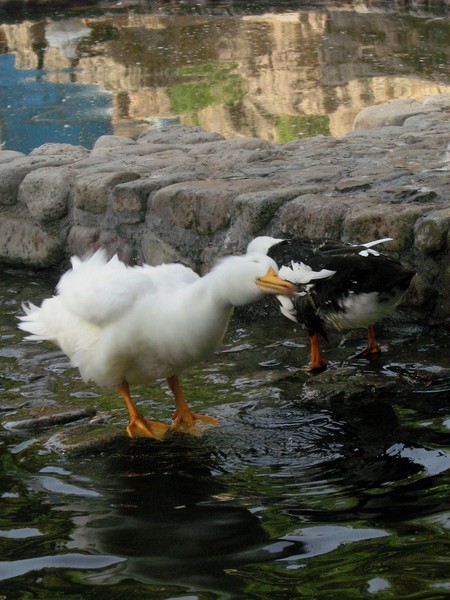 ducks45