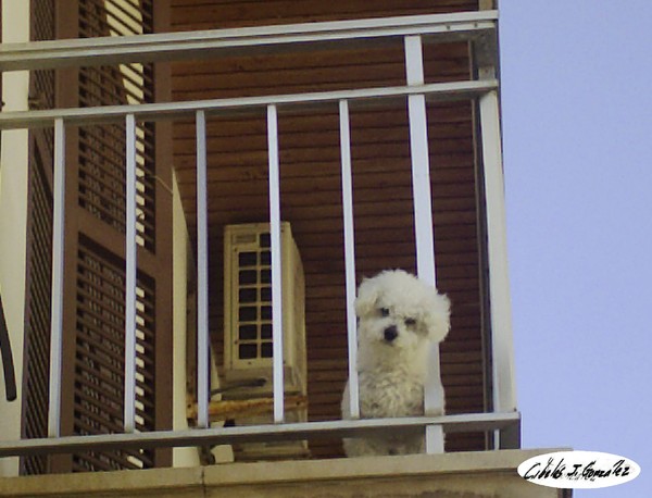 Spanish Terrace Dog