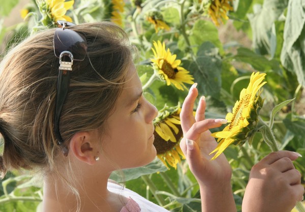 Stock Image Girl Sunflower