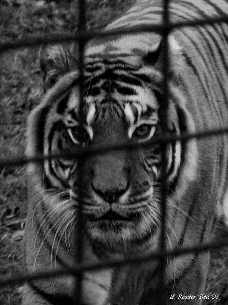 Caged Tiger - Chester zoo.