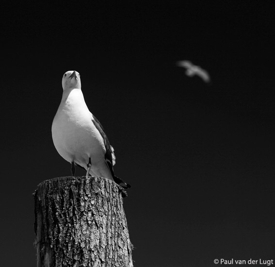 seagull in St. Malo (France)