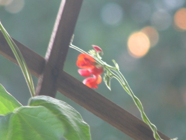 orbs-red floras-light-sun
