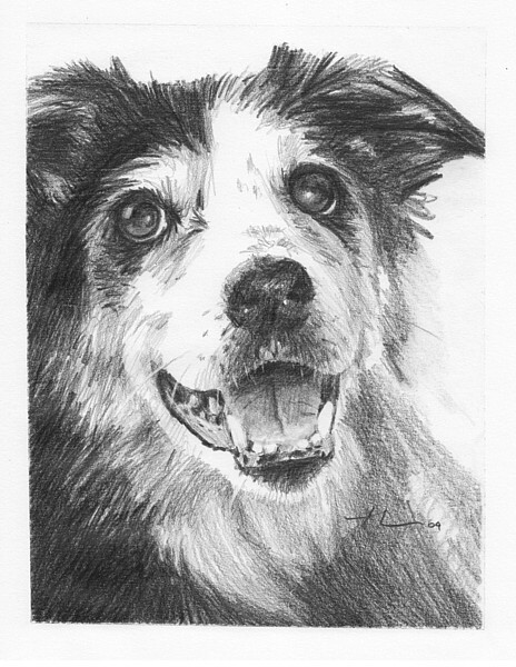 wp-lg collie drawing