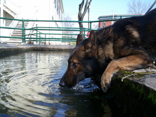 K-9 Butch Drinking from WV water