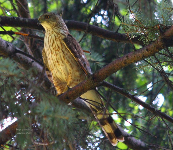 Sharp-Shinned Hawk