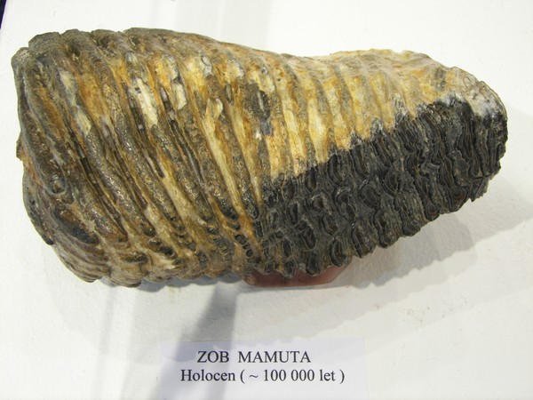 Tooth of mammoth
