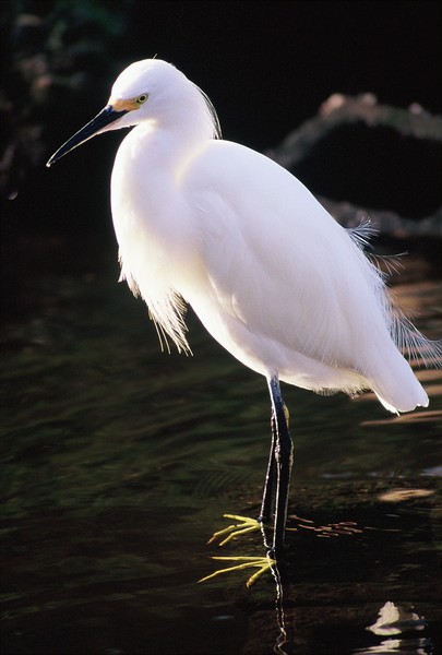 SNOWY EGRET**©2009, JDS