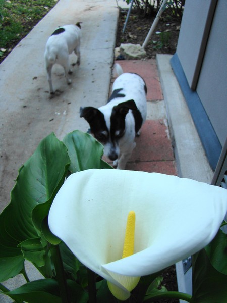 Flowers Eye View