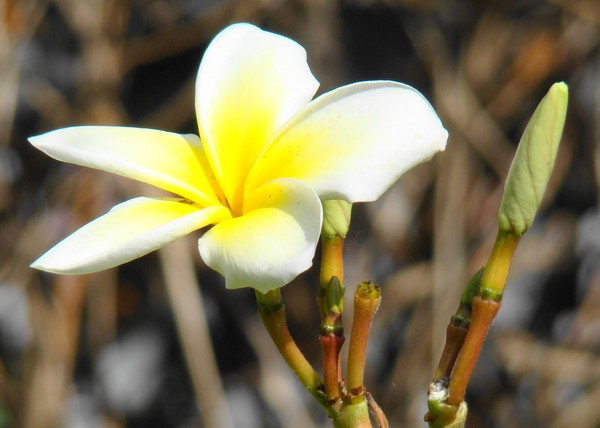 Yellow/White Flower