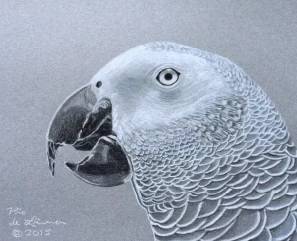 African Grey Parrot Drawing