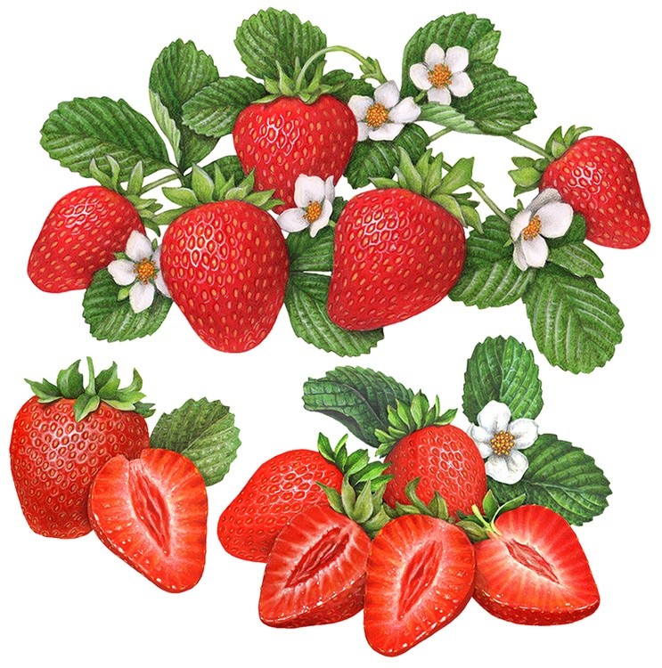 Strawberry Plant Illustrations