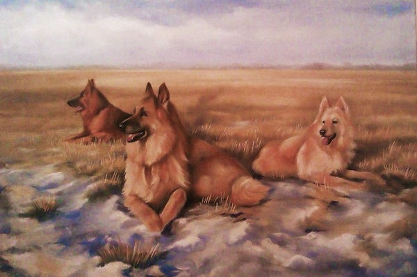 German Shepherds, Aberdeenshire