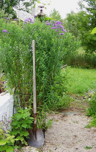 Seven Foot Asters