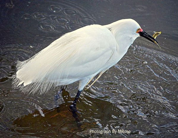 Snowy Egret Chowing Down