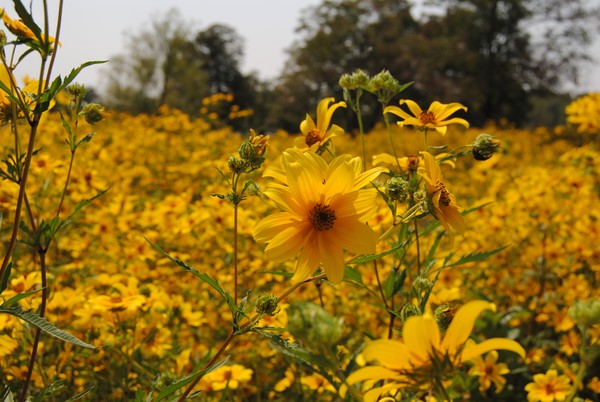 Field of Yellow flower 