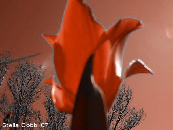 A Single Tulip