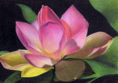 lotus flower by dorsart