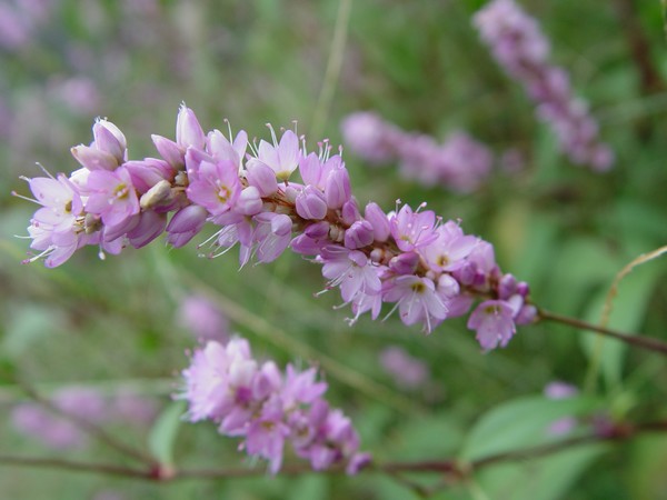 Color Me Lavender...