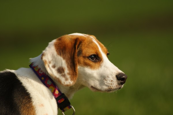 hi im tilly the beagle