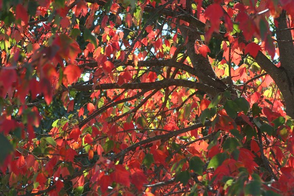 red leaves