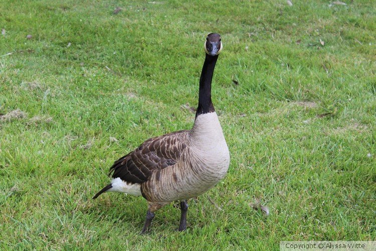 Goose