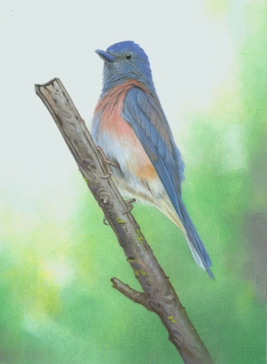 Bluebird