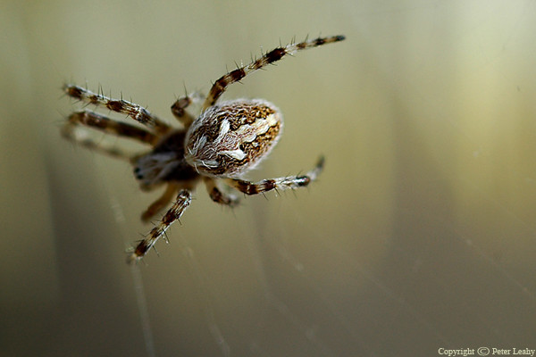 Spider in the Desert