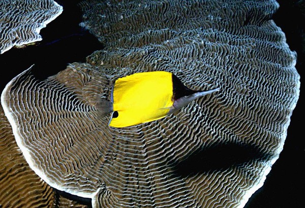 Long snout Butterflyfish