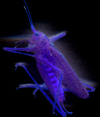 the inner color of a grasshopper