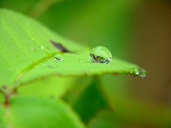 Raindrops