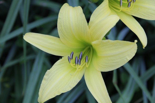 Yellow Lilly