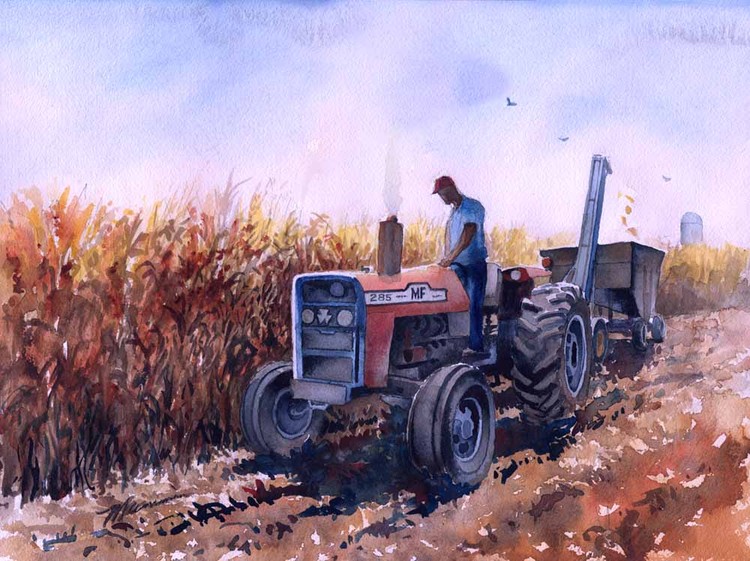  November Corn #3 . Massey Ferguson 285